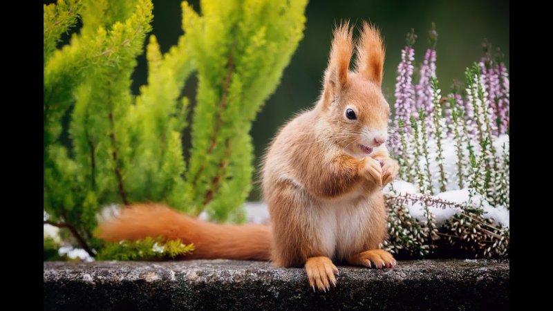 Красивые белки