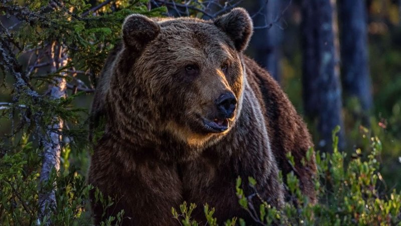 Северная Америка медведь Гризли