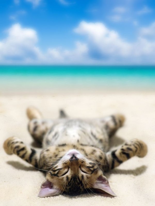 Котик на море