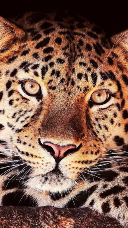 Леопард морда