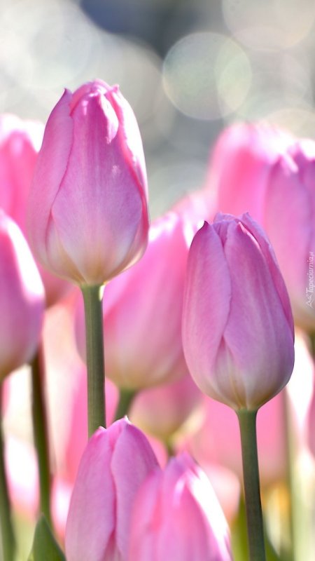 Весна тюльпаны