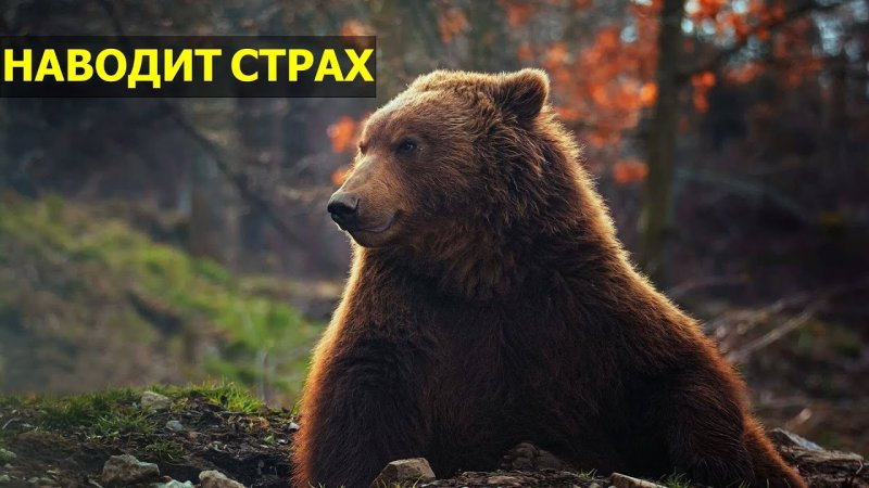 Бурый медведь 4к