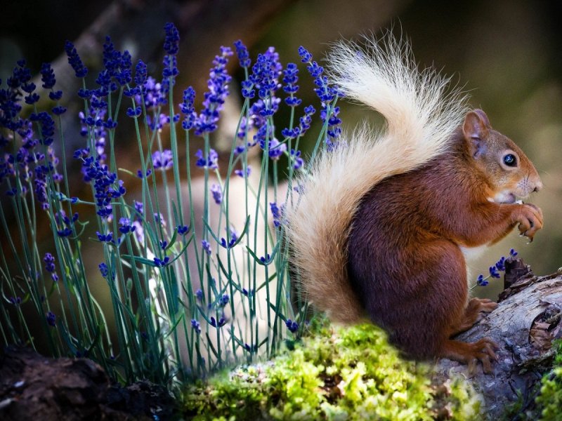 Картинки на рабочий стол белка
