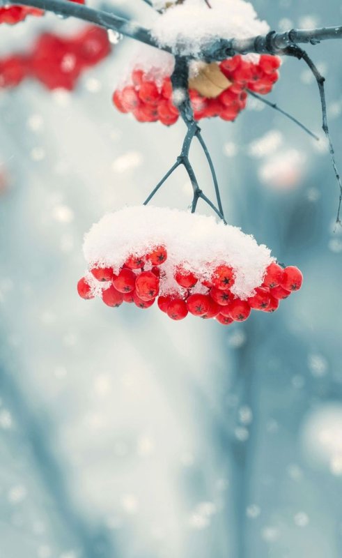 Зимняя рябина