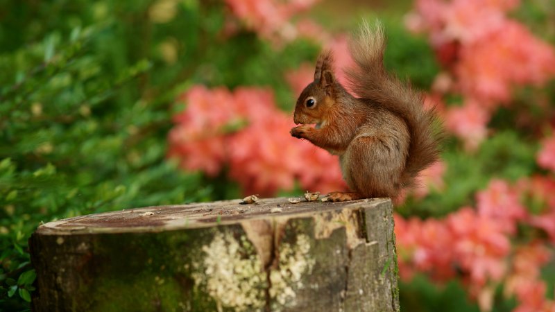 Заставка на рабочий стол белка