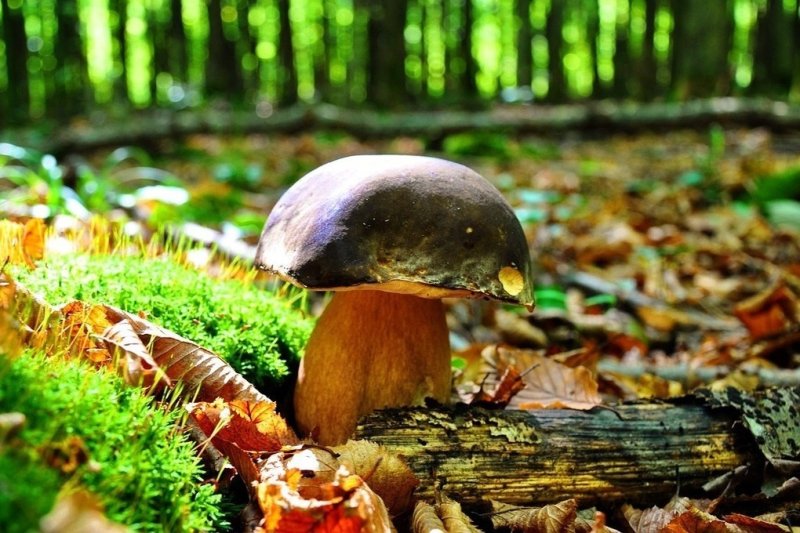 Осенний грибной лес