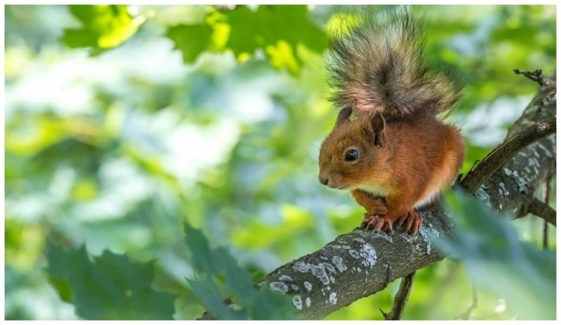 Белка на ветке