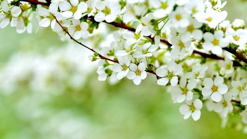 Весеннее цветение.