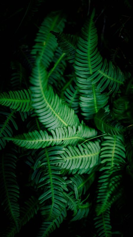 Папоротник фон