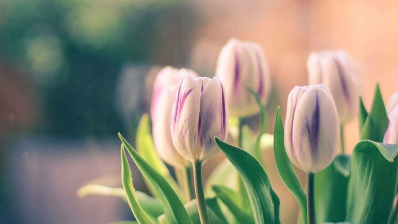 Весенние цветы тюльпаны