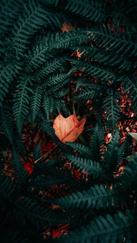 Aesthetic изумрудный папоротник