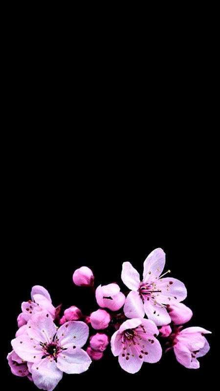 Цветы на темном фоне