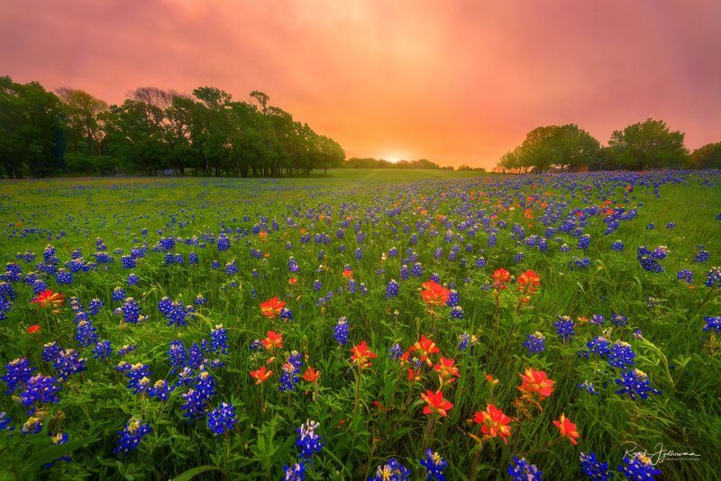 Цветочное поле