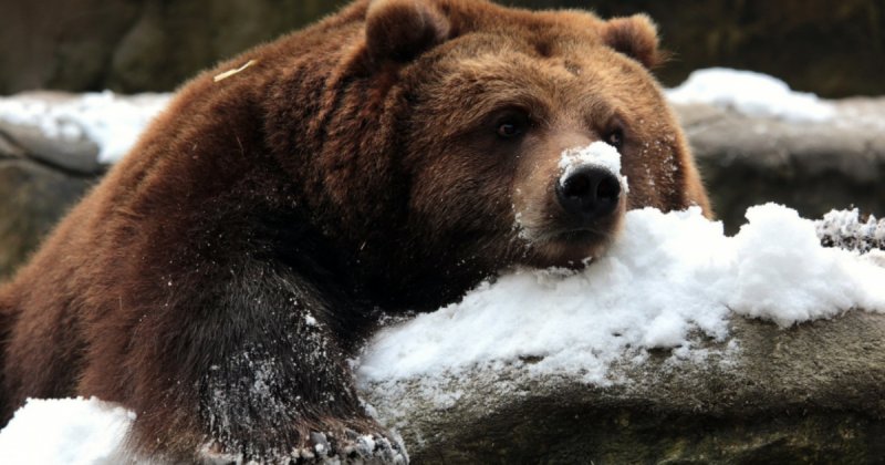Бурый медведь Нижегородской области