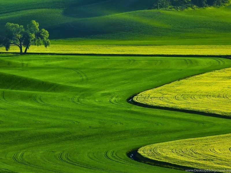 Зеленое поле