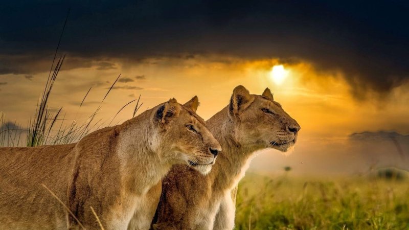 Обои на рабочий стол львица