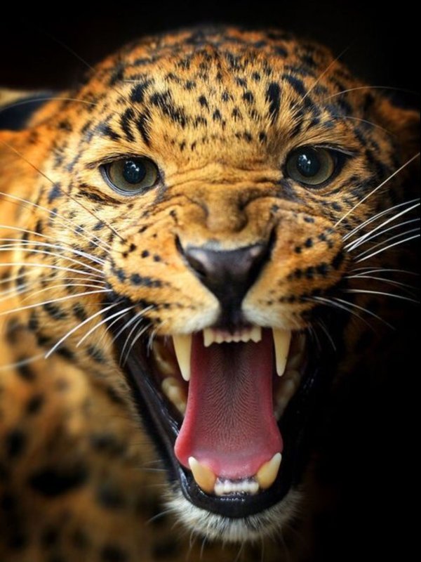 Хищный оскал