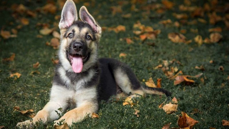 Немецкая овчарка Шеферд