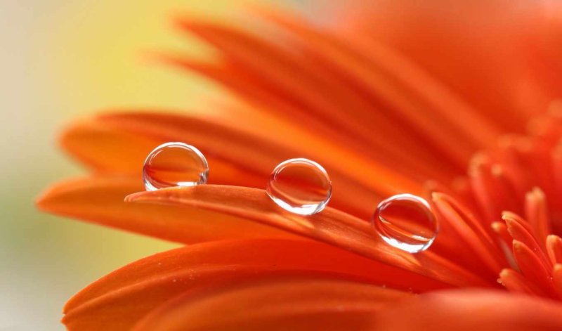 Оранжевые цветы