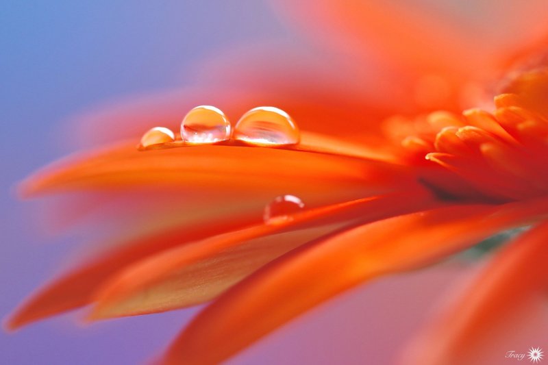 Оранжевый фон