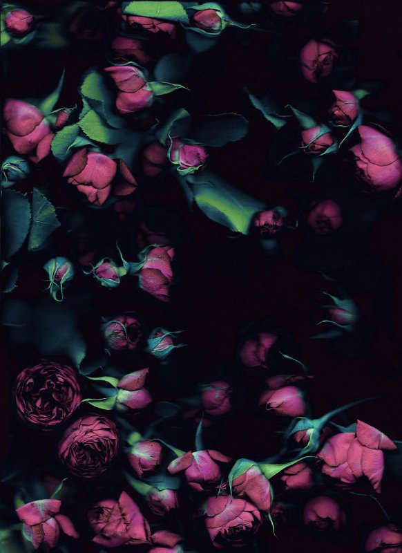 Темные цветы