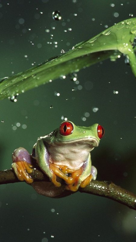 Лягушки в природе