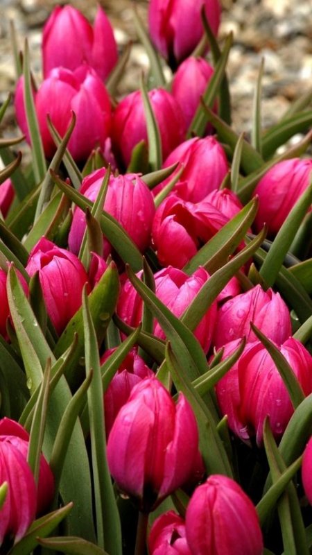 Красивые тюльпаны