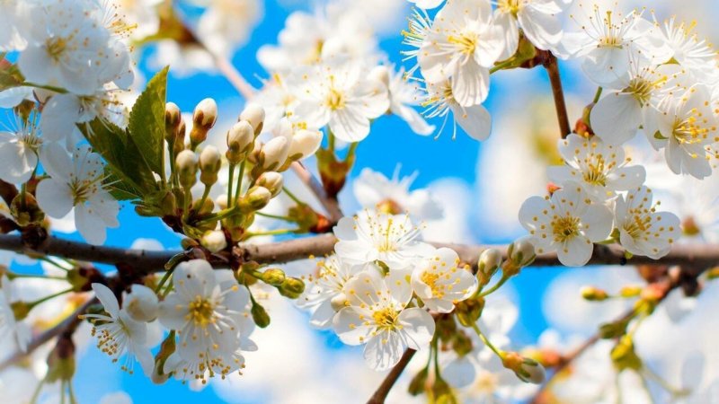 Весенние цветы