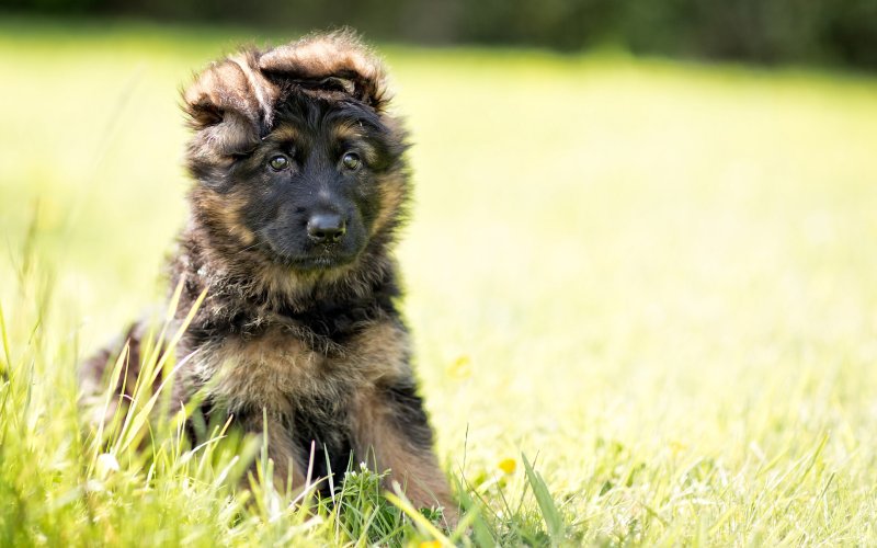 Австрийская овчарка щенок