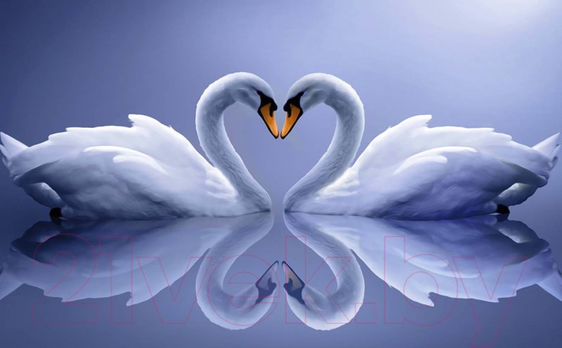 Пара лебедей