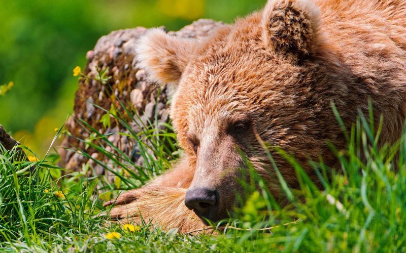 Звери на природе