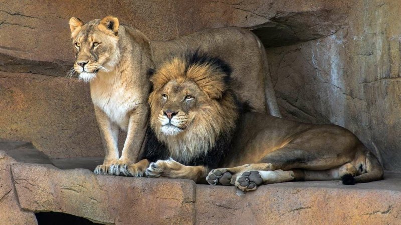 Красивый Лев