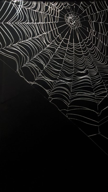 Паутина черная