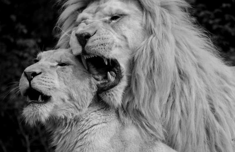 Лев черно белый