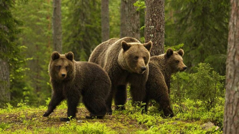 "Медведи в лесу" Kim Norlien