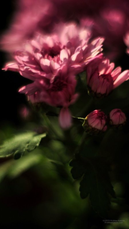 Красивые цветы на экран телефона