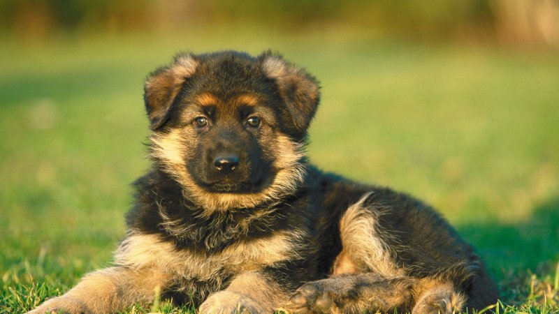 Порода немецкая овчарка щенок