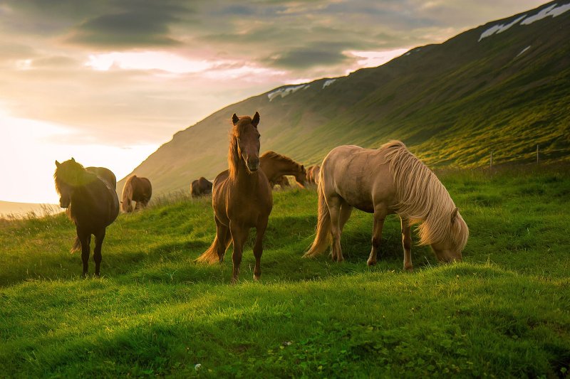 Красивые лошади