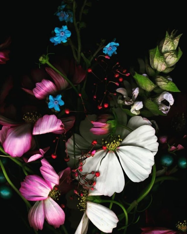Цветы на темном фоне