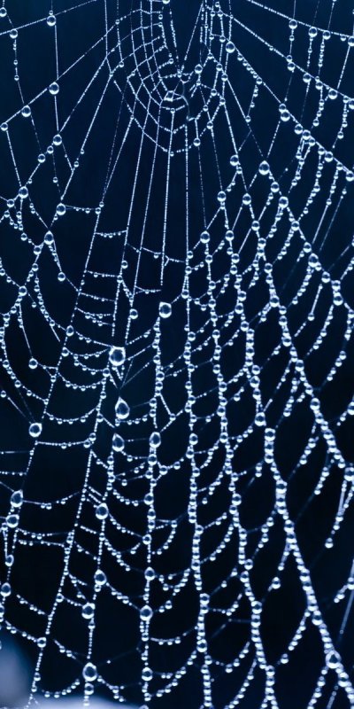 Телефон в паутине