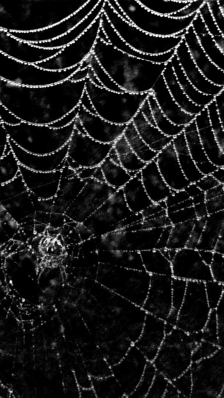 Телефон в паутине