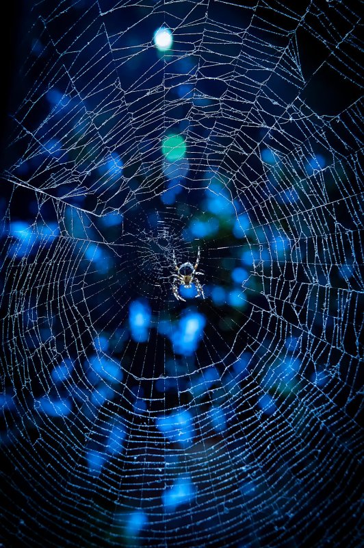 Паучья паутина