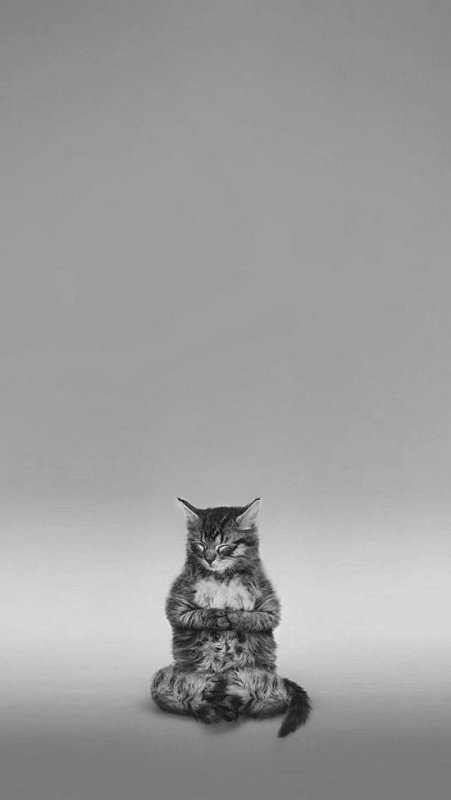 Заставка котики