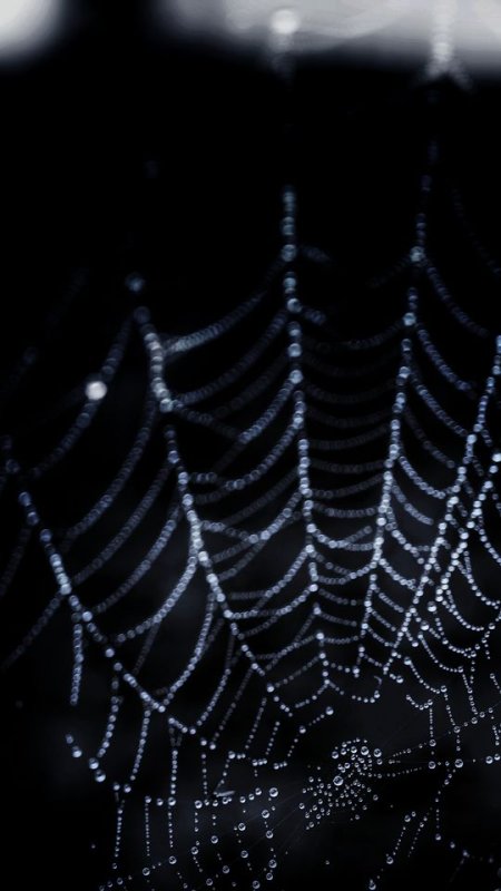 Паутина обои