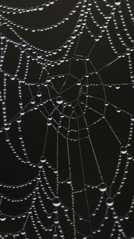 Телефон в паутине