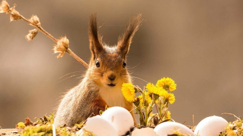 Природа и животные