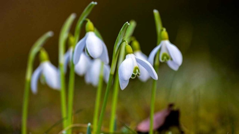 Подснежник белоцветник