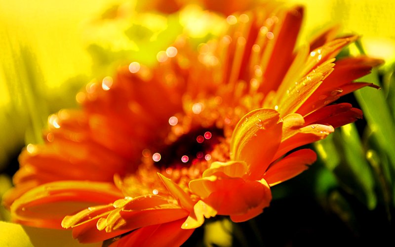 Цветы оранжевого цвета