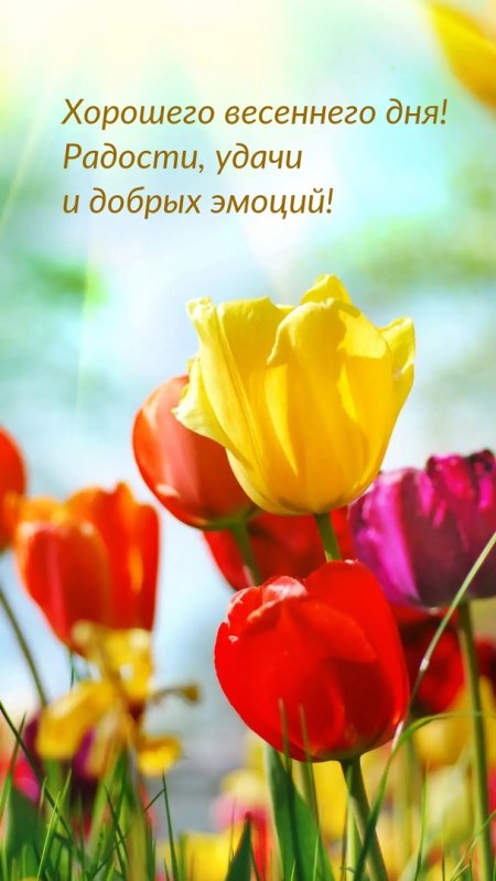 Весна тюльпаны