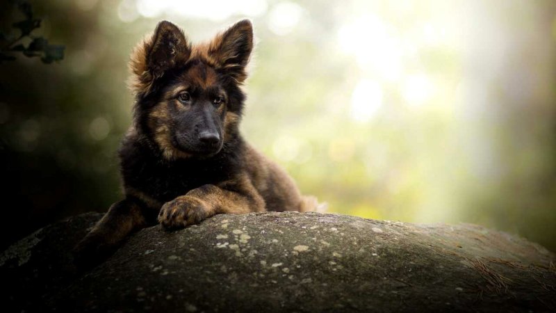 Коричневая овчарка Шеферд